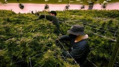 Your Nearby Marijuana Dispensary Offers Ease and Consistent Selection