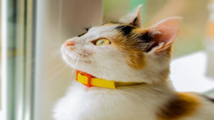 Cat GPS Tracker for Dog Owners: Essential Guide