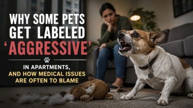 Why Some Pets Get Labeled ‘Aggressive’ In Apartments, And How Medical Issues Are Often To Blame