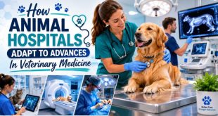 How Animal Hospitals Adapt To Advances In Veterinary Medicine