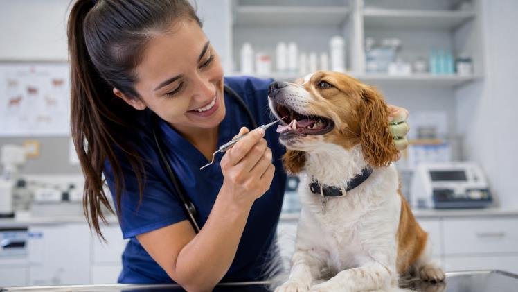 The Impact Of Dental Cleanings On Pet Longevity