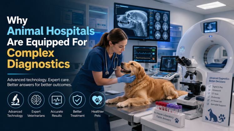 Why Animal Hospitals Are Equipped For Complex Diagnostics